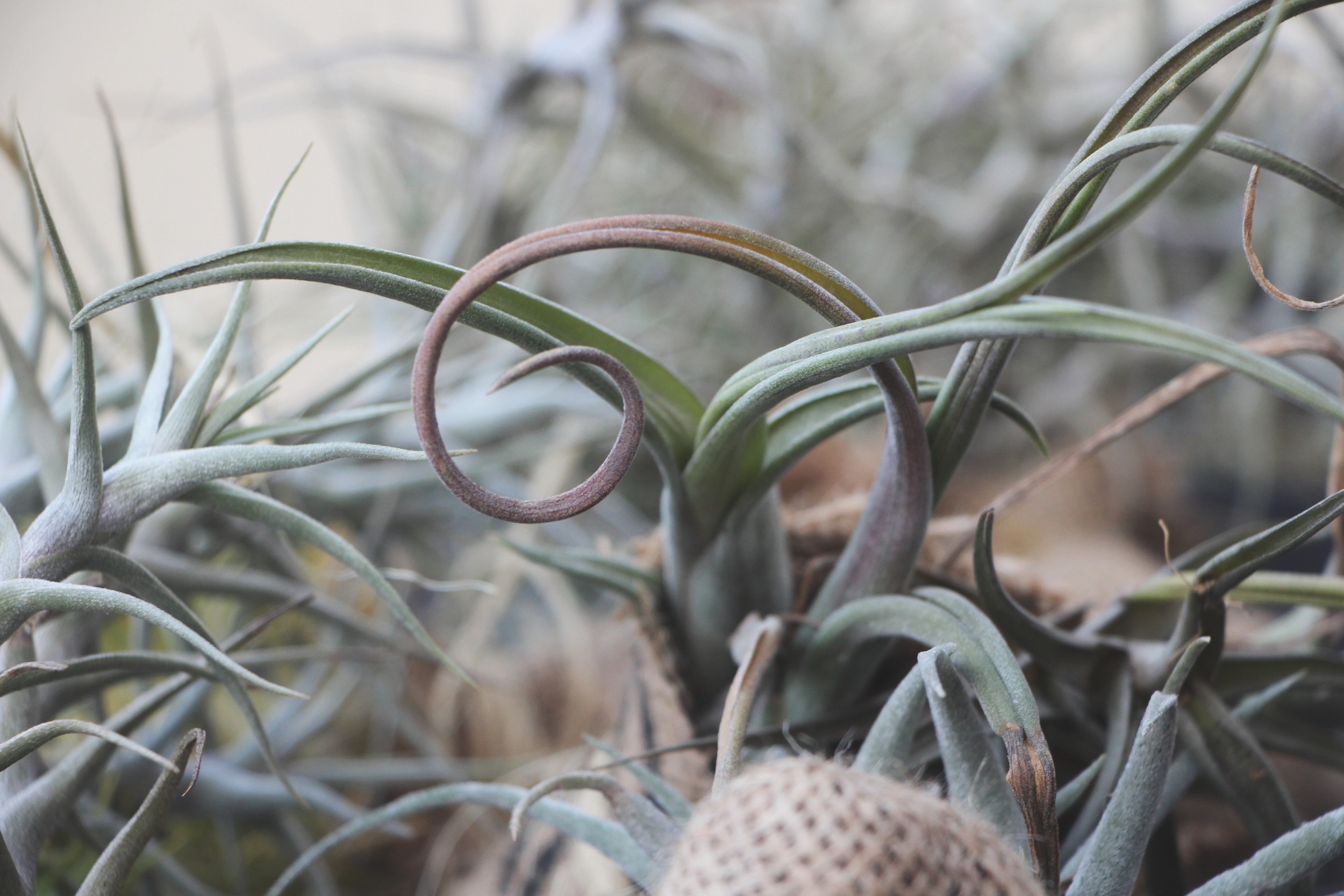 Air Plants at the Succulent Cafe Oceanside via Needles + Leaves
